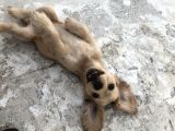 Yavru Köpeğimize Yeni Yuva Arıyoruz
