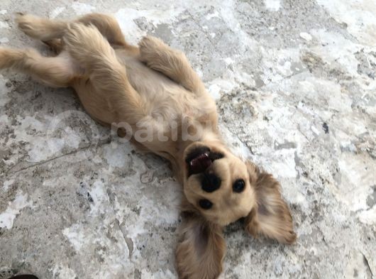 Yavru Köpeğimize Yeni Yuva Arıyoruz