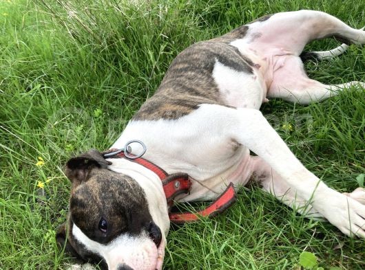 Acill 1 Aylık Yavru Kısa Bacak Pitbull görsel