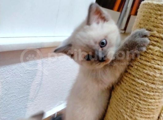2 Scottish, 3 Blue Point Bebeklerimiz görsel