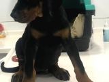 A Secereli Siyah Dişi Yavru Doberman