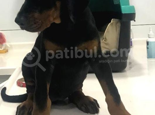 A Secereli Siyah Dişi Yavru Doberman görsel