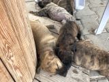 Acill 1 Aylık Yavru Kısa Bacak Pitbull