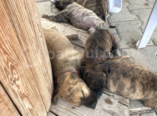 Acill 1 Aylık Yavru Kısa Bacak Pitbull görsel