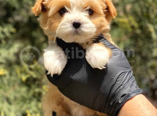 Safkan Ureti̇ci̇den Malti̇poo Yavrulari̇mi̇z görsel