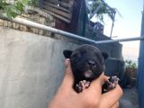 Acill 1 Aylık Yavru Kısa Bacak Pitbull
