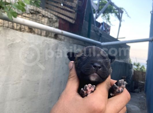 Acill 1 Aylık Yavru Kısa Bacak Pitbull görsel