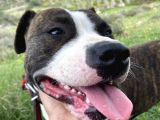 Acill 1 Aylık Yavru Kısa Bacak Pitbull