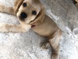 Yavru Köpeğimize Yeni Yuva Arıyoruz