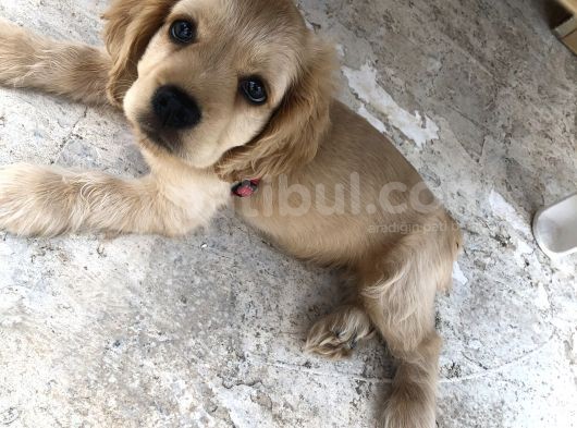 Yavru Köpeğimize Yeni Yuva Arıyoruz görsel