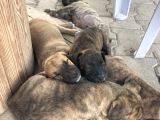 Acill 1 Aylık Yavru Kısa Bacak Pitbull