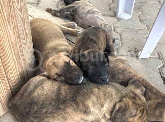 Acill 1 Aylık Yavru Kısa Bacak Pitbull görsel