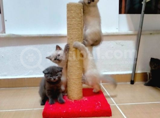 2 Scottish, 3 Blue Point Bebeklerimiz görsel