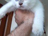 Beyaz Mavi̇ Gözlü Scottish Fold