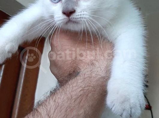 Beyaz Mavi̇ Gözlü Scottish Fold görsel