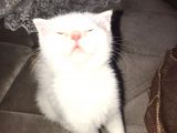 Kar Topu Scottish Fold Kızımız
