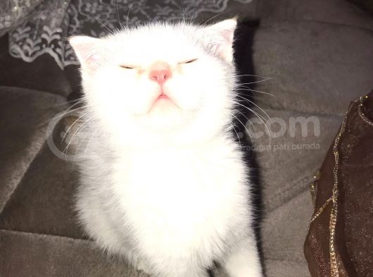 Kar Topu Scottish Fold Kızımız görsel