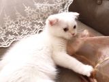 Kar Topu Scottish Fold Kızımız