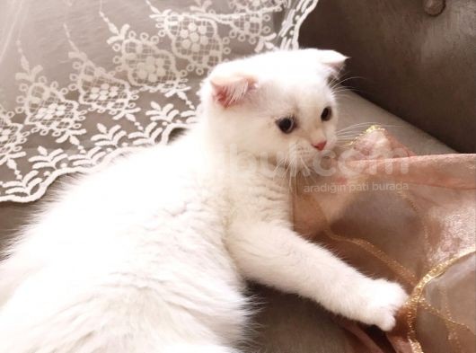 Kar Topu Scottish Fold Kızımız görsel