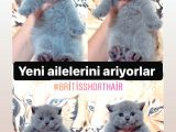Show Kali̇te Pofuduk Bri̇ti̇sh Yavrularimiz