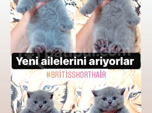 Show Kali̇te Pofuduk Bri̇ti̇sh Yavrularimiz görsel