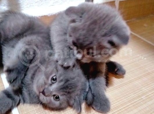 2 Scottish, 3 Blue Point Bebeklerimiz görsel