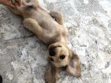 Yavru Köpeğimize Yeni Yuva Arıyoruz