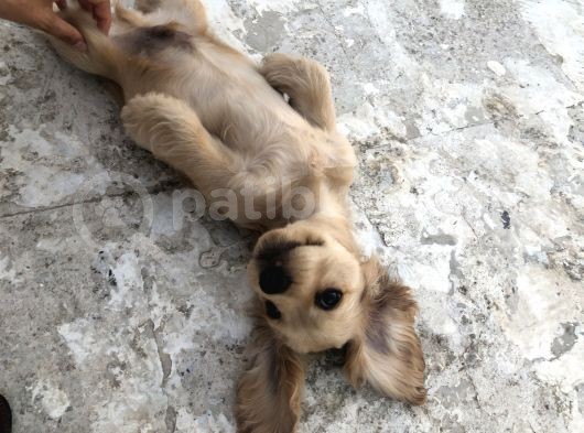 Yavru Köpeğimize Yeni Yuva Arıyoruz görsel