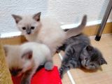 2 Scottish, 3 Blue Point Bebeklerimiz