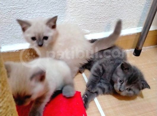 2 Scottish, 3 Blue Point Bebeklerimiz görsel