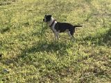 Acill 1 Aylık Yavru Kısa Bacak Pitbull