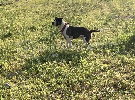 Acill 1 Aylık Yavru Kısa Bacak Pitbull görsel