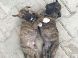 Acill 1 Aylık Yavru Kısa Bacak Pitbull