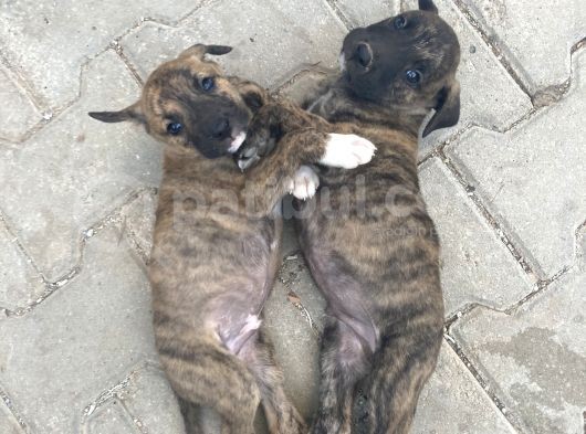 Acill 1 Aylık Yavru Kısa Bacak Pitbull