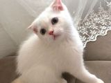 Kar Topu Scottish Fold Kızımız