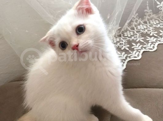 Kar Topu Scottish Fold Kızımız