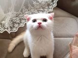 Kar Topu Scottish Fold Kızımız