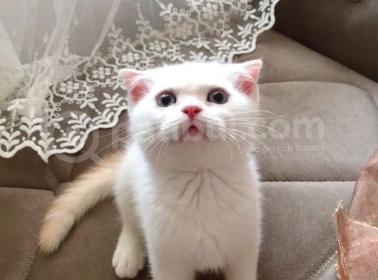 Kar Topu Scottish Fold Kızımız görsel