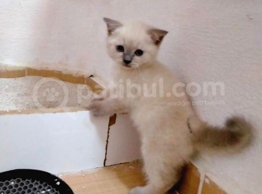 2 Scottish, 3 Blue Point Bebeklerimiz