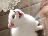 Kar Topu Scottish Fold Kızımız