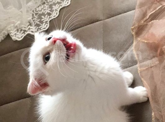 Kar Topu Scottish Fold Kızımız görsel