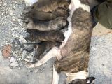 Acill 1 Aylık Yavru Kısa Bacak Pitbull