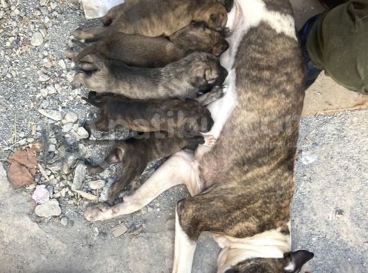Acill 1 Aylık Yavru Kısa Bacak Pitbull görsel