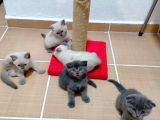 2 Scottish, 3 Blue Point Bebeklerimiz