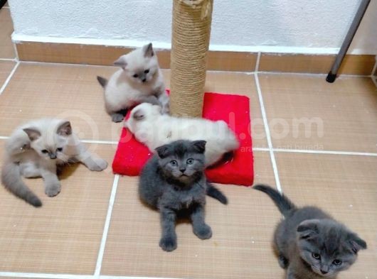 2 Scottish, 3 Blue Point Bebeklerimiz görsel