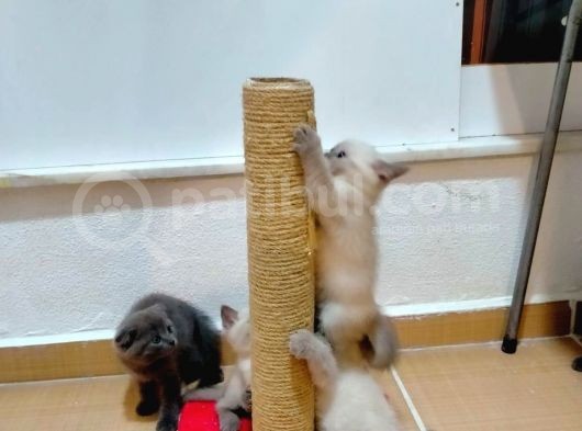 2 Scottish, 3 Blue Point Bebeklerimiz görsel