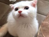 Kar Topu Scottish Fold Kızımız
