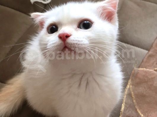 Kar Topu Scottish Fold Kızımız görsel