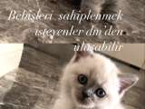 1 Aylık Scotish Fold Bebekte Var