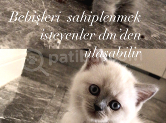 1 Aylık Scotish Fold Bebekte Var